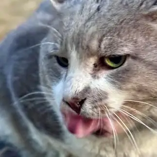 二枚舌すぎるネコ　　菊月江さん