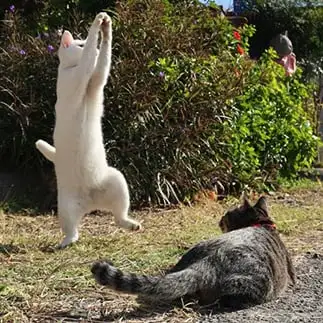 投球ホームを入念にチェックしすぎるネコ　　土居　一彦さん