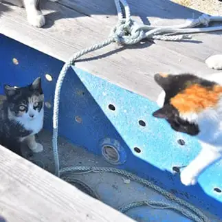 レスキュー隊すぎるネコ　　ままめろんさん