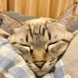 きれいな三角形すぎるネコ　　ｔｅｔｏｔｅｔｏさん