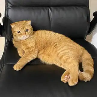 社長すぎるネコ　　みーともさん