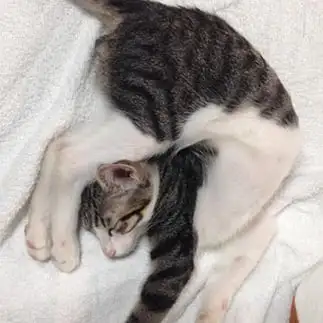 ねじれすぎるネコ　　はるちんさん