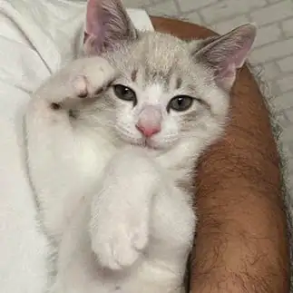 礼儀正しすぎるネコ　　麗にゃんさん