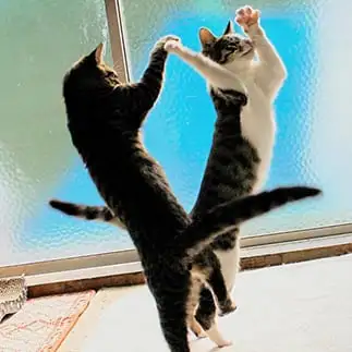 軽やかにフォークダンスを踊りすぎるネコ　　猫山油猫丸さん