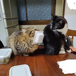 納豆好きすぎるネコ　　エールよりさん