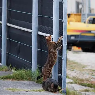 カリカリを狙うカラスを狙いすぎるネコ　　おげんちゃんさん