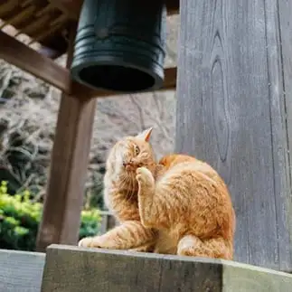 顔が痒すぎるネコ　　おげんちゃんさん