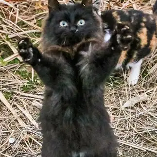 こーんなトンボ逃がしたんだよーすぎるネコ　　おいにゃんさん
