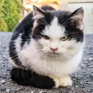 猫なのに額か広すぎるネコ　　おいにゃんさん