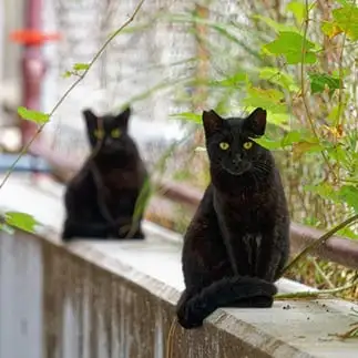 ドッペルゲンガーすぎるネコ　　ｋａｋｕさん