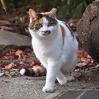 まさにキャットウォークすぎるネコ　　仙城　彩漓さん
