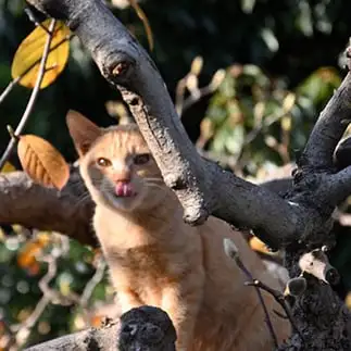 ピントミスをあざけ笑いすぎるネコ　　仙城　彩漓さん