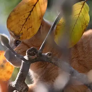 木の葉隠れすぎるネコ　　仙城　彩漓さん
