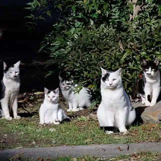 ファミリーすぎるネコ　　おげんちゃんさん