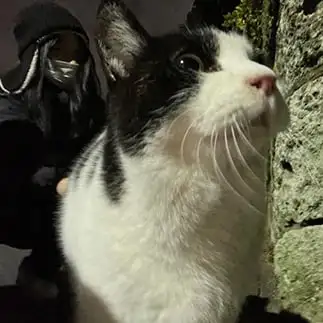 悟りすぎるネコ　　めちゃくちゃ２２歳さん