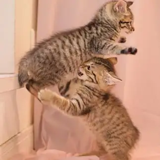 組体操で支えきれなさすぎるネコ　　ｎａｎｏｎｙａ．Ａｋｉさん