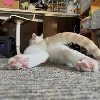 末広がりすぎるネコ　　丸見さん