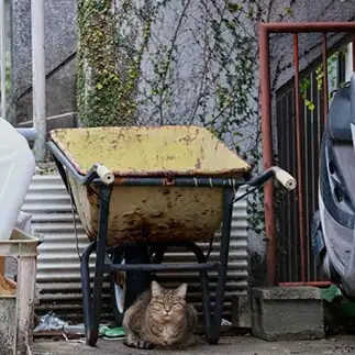 ネコアピールしすぎるネコ　　ｋｎｋ２４ｓさん