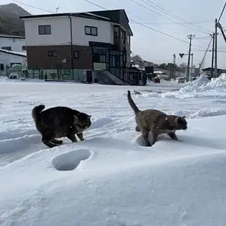 兄貴の足跡が偉大すぎるネコ　　ぴよえもんさん