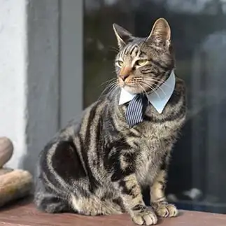 営業部長すぎるネコ　　あさぴんさん