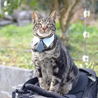 営業部長すぎるネコ　　あさぴんさん