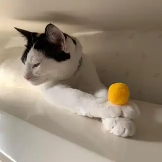 鏡餅になりたすぎるネコ　　ぼんママさん