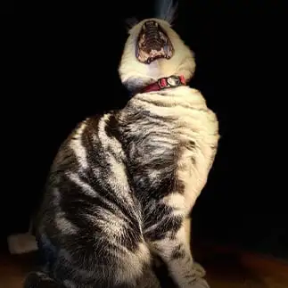 新年早々大あくびすぎるネコ　　　ｄｏｌｌｙさん