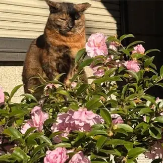 花満開でくつろぎすぎるネコ　　ちえんさん