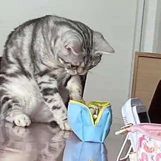 漁りすぎるネコ　　猫田華子さん