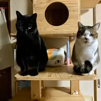 お雛様すぎるネコ　　Ｌｕｍさん