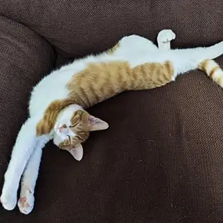 のびすぎるネコ　　ちゃちゃさん