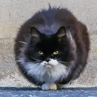 球体すぎるネコ　　おいにゃんさん