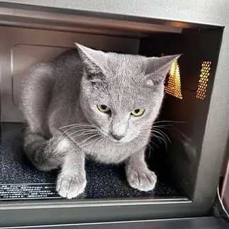 レンチンすぎるネコ　　麗にゃんさん