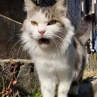 驚きが顔に出すぎるネコ タウタウさん