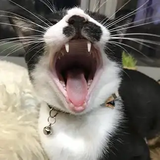 歯医者ガチ勢すぎるネコ　　あやなんさん