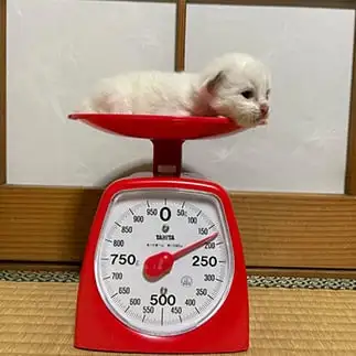 体重管理の大切さを理解しすぎるネコ　　Ｃｈｉｙｏさん