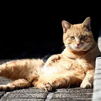 オッサンすぎるネコ　　菊地　亮さん