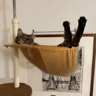 Vすぎるネコ えいこ8さん