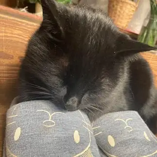 木下藤吉郎すぎるネコ　　なんなさん