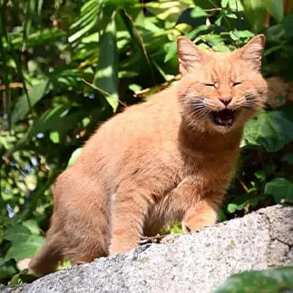 初笑いすぎるネコ　　仙城　彩漓さん