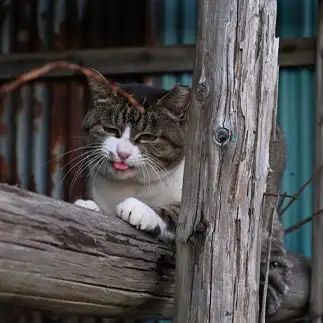 まいったねこりゃすぎるネコ　　仙城　彩漓さん