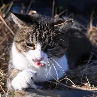 テストの裏面に気づきすぎるネコ　　仙城　彩漓さん