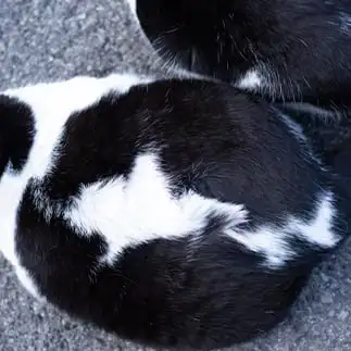 北海道チーズ蒸しケーキすぎるネコ もかさん