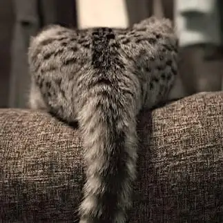 象さんすぎるネコ　　西村　翼さん