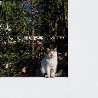 画面に変な余白ができてると勘違いさせすぎるネコ おげんちゃんさん