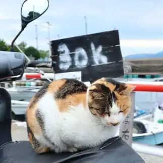 この数字を見てダイエットを考えすぎるネコ　　土居　一彦さん