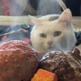 肉を見すぎるネコ あきさん