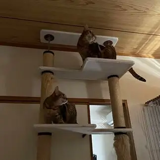 シンクロすぎるネコ　　なみへいさん