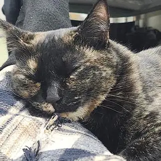 野良なのに警戒心なさすぎるネコ　　まゆゆんさん