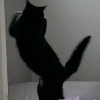 踊ろうよすぎるネコ　　チュンサムさん